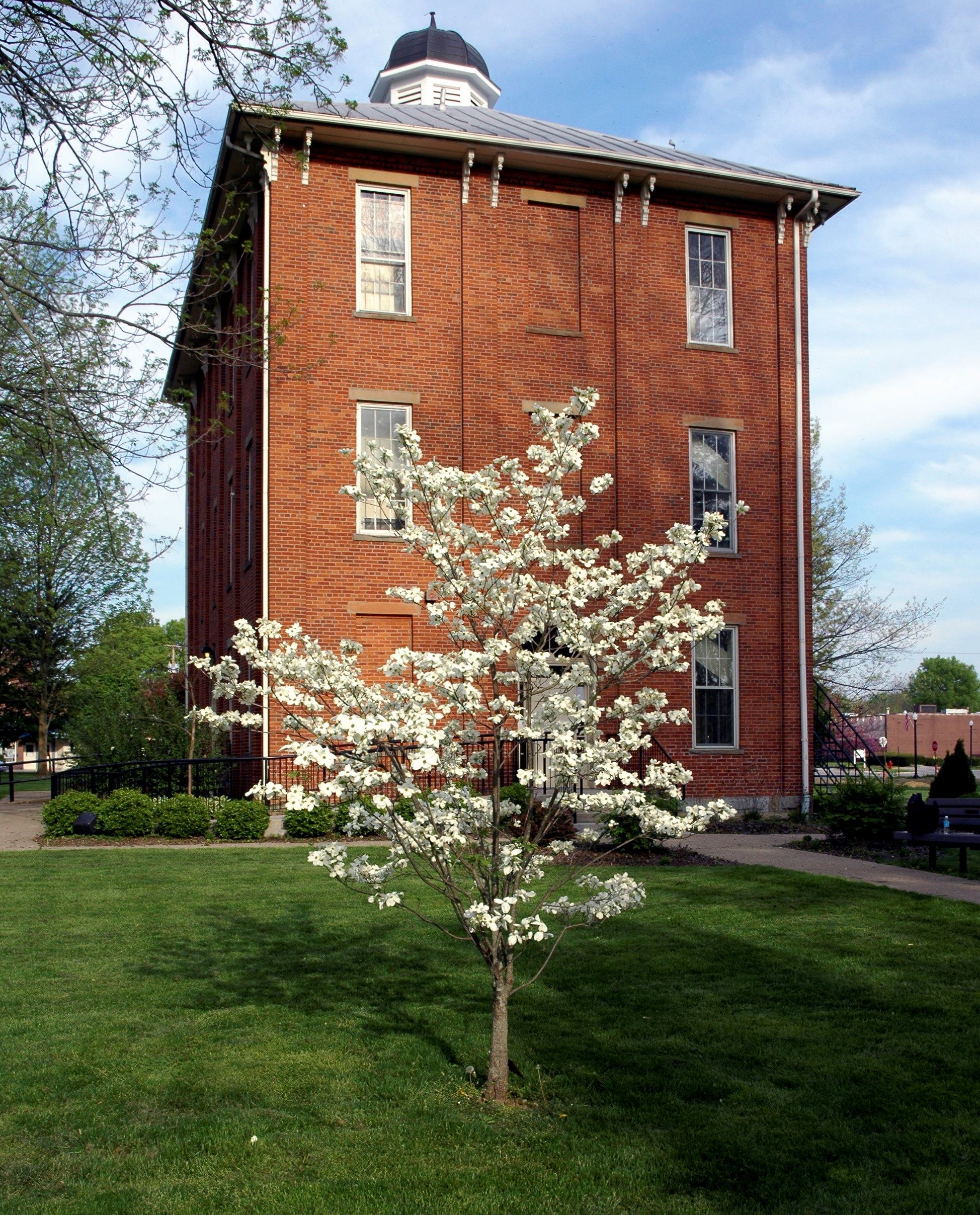 A tree with flowers in front of the Town Hall